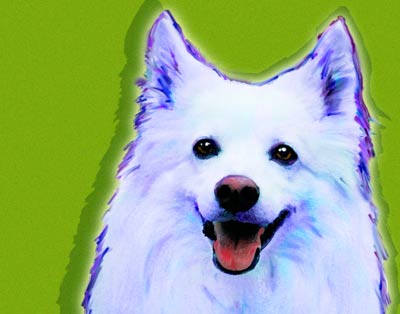 american eskimo pictures