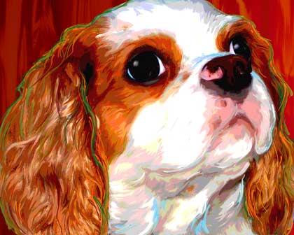 king charles spaniel
