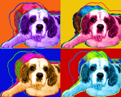 king charles spaniel