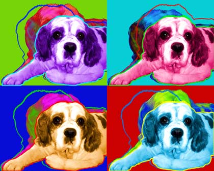 king charles spaniel