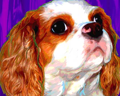 king charles spaniel