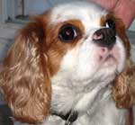 king charles spaniel photo