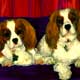 king charles spaniel art