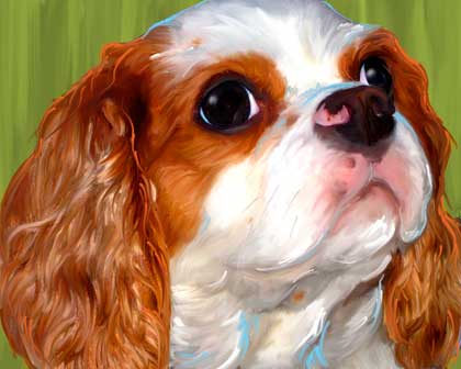 king charles spaniel