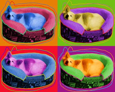 cool pet portraits