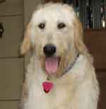 labradoodle picture