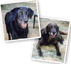 labrador retriever pictures