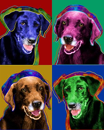 labrador retriever