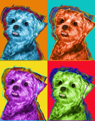 cool dog