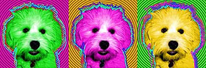 lhasa bichon