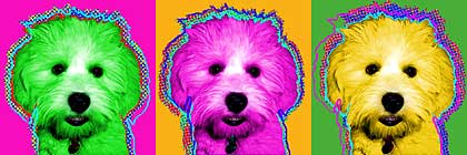 lhasa bichon
