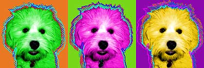 lhasa bichon