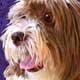 lhaso apso
