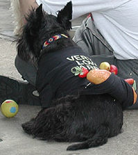 Scottish Terrier Picture