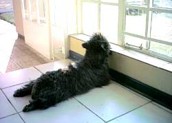 scottish terrier picture