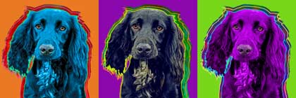 working cocker spaniel