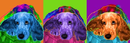 cocker spaniel