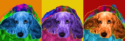cocker spaniel