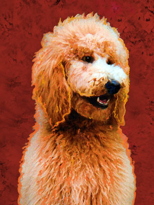 standad poodle