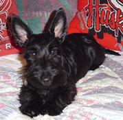 scottish terrier picture