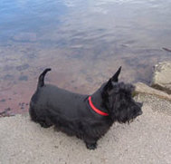 scottish terrier picture