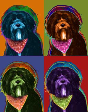 lhasa apso