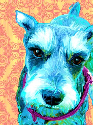 schnauzer
