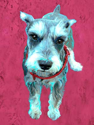 schnauzer