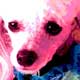 poodle pet portrait