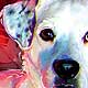 dog portraits