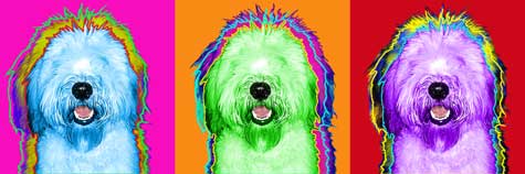 sheepdog