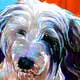 pbgv portrait art