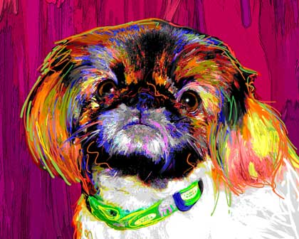 pekingese digital painting