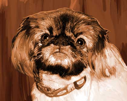 pekingese sepia