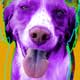 brittany spaniel