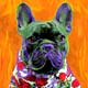 french bulldog portrait