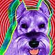 schnauzers