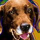 labrador Retrievers