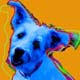 terrier mix