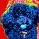 poodle