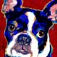 boston terrier dog portrait