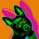 schipperke