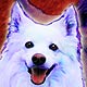 american eskimo dog pictures