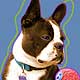 boston terrier