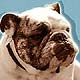 bulldogs