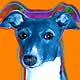 italian greyhound