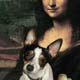 rat terrier