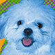 shi tzu