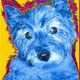 cairn terrier