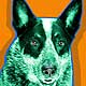 blue heeler art